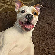 Pablo joined the competition — help win amazing prizes! brown_patch, carpet, closeup, dog, domestic_animal, ears_up, expressive_eyes, friendly, happy_dog, indoor, lying_down, mammal, pet, playful, portrait, rug, smiling, teeth, tongue_out, white_coat