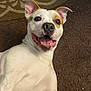 brown_patch, carpet, closeup, dog, domestic_animal, ears_up, expressive_eyes, friendly, happy_dog, indoor, lying_down, mammal, pet, playful, portrait, rug, smiling, teeth, tongue_out, white_coat