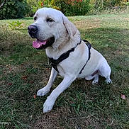 Atti a rejoint le concours — aidez-le/la à gagner de superbes lots ! dog, white_dog, labrador, pet, animal, sitting, tongue_out, harness, collar, outdoors, garden, grass, trees, nature, park, portrait, canine, fur, happy, camera_watermark