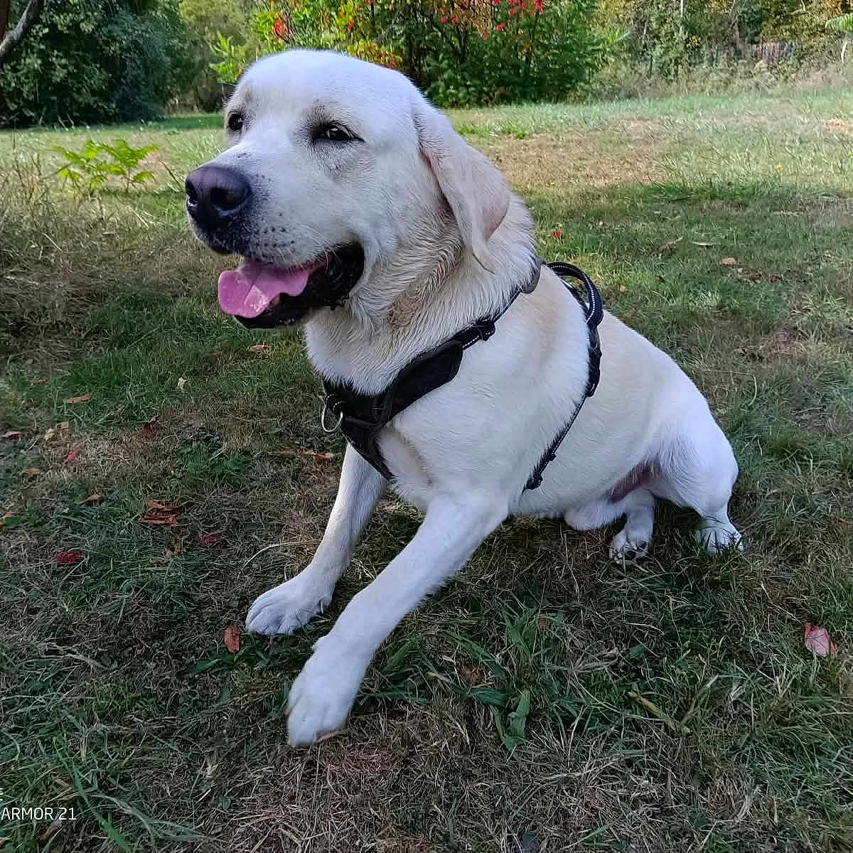Atti a rejoint le concours — aidez-le/la à gagner de superbes lots ! dog, white_dog, labrador, pet, animal, sitting, tongue_out, harness, collar, outdoors, garden, grass, trees, nature, park, portrait, canine, fur, happy, camera_watermark
