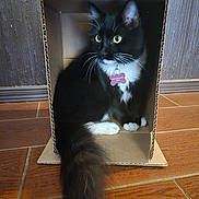 Oreo is registered to the contest to win money with this photo: cat, black_and_white, cardboard_box, indoor, floor, curious, pets, feline, whiskers, tail, domestic, animal, cozy, yellow_eyes, sitting, fur, cute, box, wooden_floor, relaxed