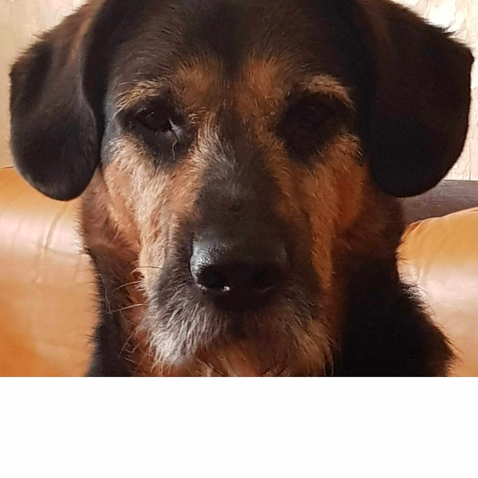 Aïko a rejoint le concours — aidez-le/la à gagner de superbes lots ! animal, black, brown, canine, close_up, cozy, dog, domestic_animal, ears, face, furniture, furry, home, indoor, looking_at_camera, muzzle, pet, portrait, sitting, warm_lighting