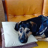 Aïko a rejoint le concours — aidez-le/la à gagner de superbes lots ! animal, black, brown, canine, chair, comfort, dog, domestic, ears, face, fur, indoors, julius_k9, leather, looking, pet, pillow, relaxed, resting, seated