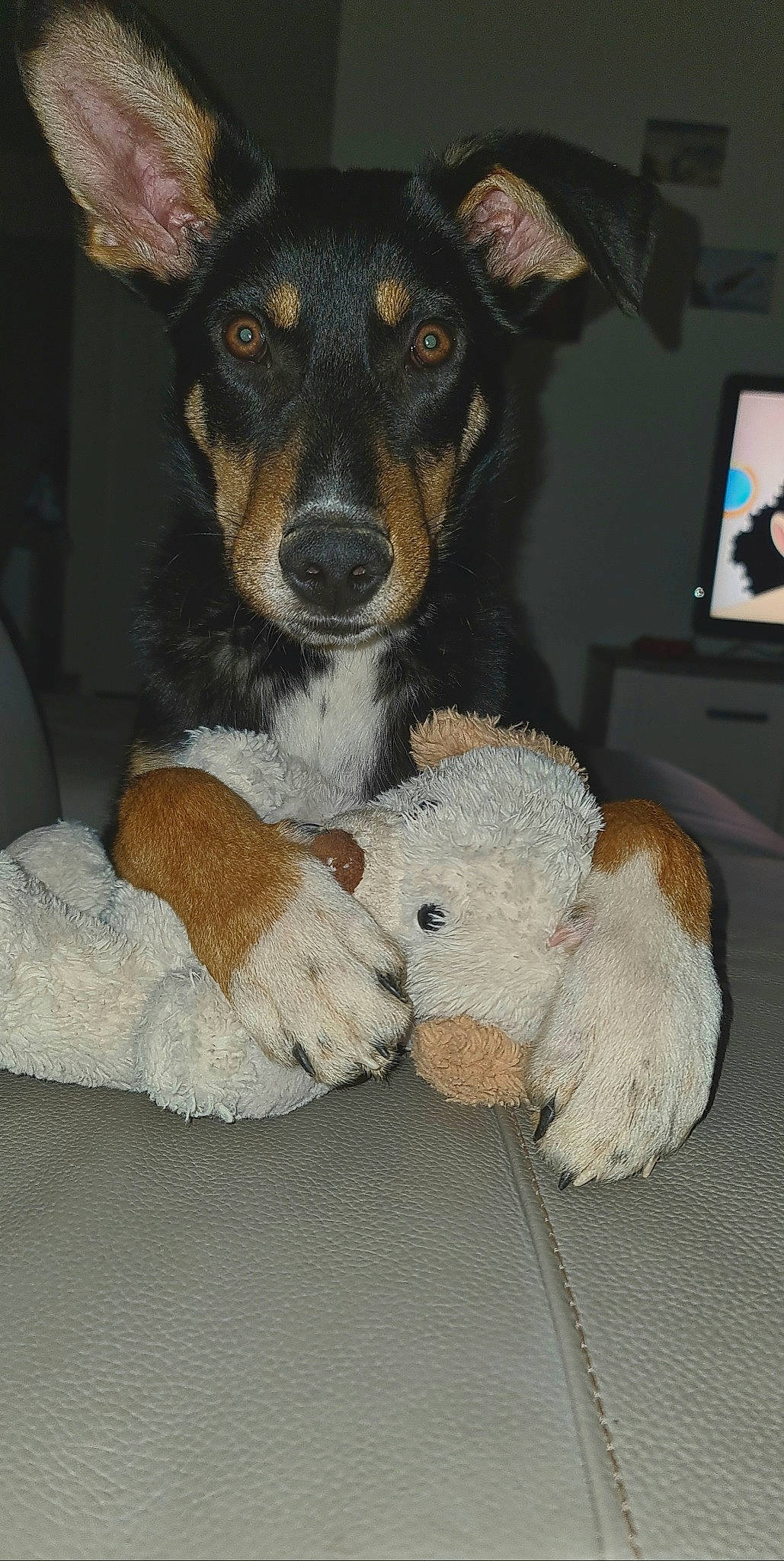 Mart participe au concours pour gagner de l'argent avec cette photo : cable_television, canidae, carnivore, chair, comfort, companion_dog, dog, dog_breed, dog_supply, fawn, fur, pet_supply, picture_frame, snout, sporting_group, stuffed_toy, television, television_set, toy, working_animal