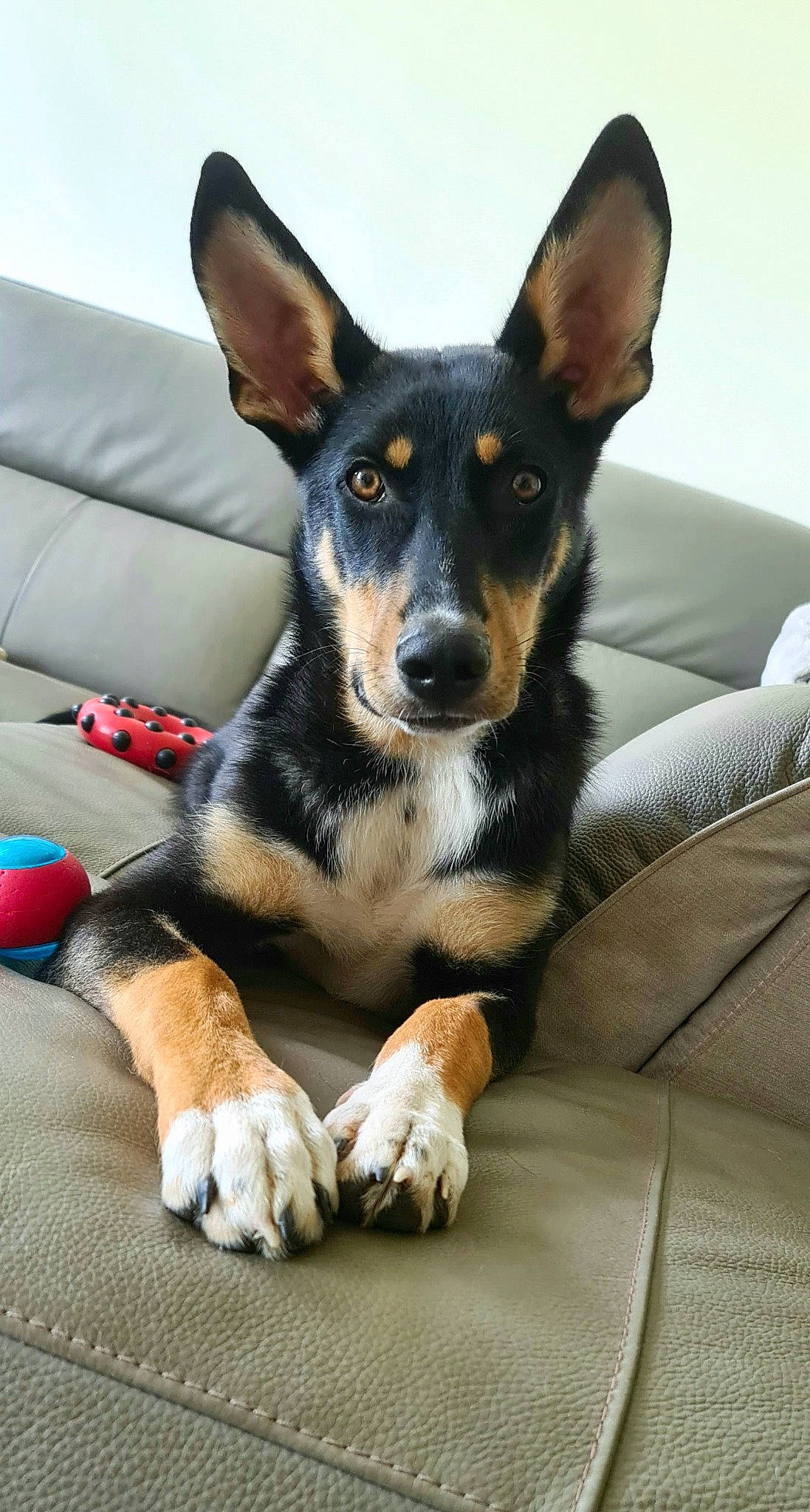 Mart participe au concours pour gagner de l'argent avec cette photo : canidae, carnivore, comfort, companion_dog, couch, dog, dog_breed, paw, sharing, snout, sporting_group, terrestrial_animal, working_animal, working_dog