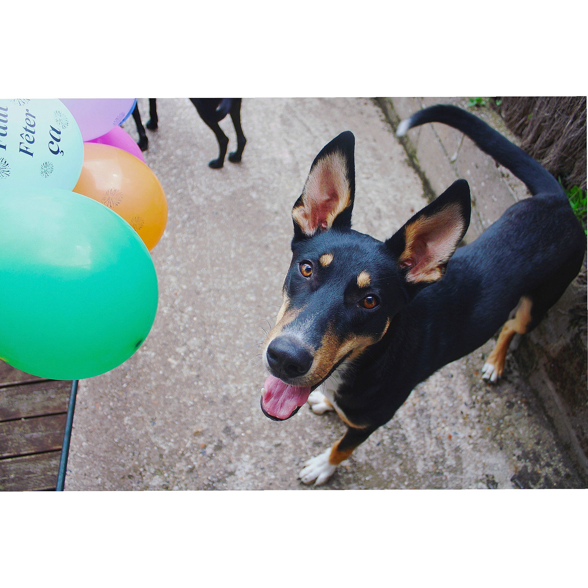 Mart a rejoint le concours — aidez-le/la à gagner de superbes lots ! balloon, canidae, carnivore, companion_dog, dog, dog_breed, event, foot, guard_dog, happy, leggings, party_supply, paw, pinscher, prazsky_krysarik, sharing, sporting_group, toy_dog, working_animal, working_dog