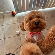 Astro joined the competition — help win amazing prizes! animal, ball, bow_tie, brown, close_up, clothing, curtains, cute, dog, floor, fur, human_foot, indoor, leash, pet, playful, poodle, standing, tile, toy
