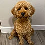 Astro is registered to the contest to win money with this photo: adorable, animal, brown, canine, companion, curly_fur, cute, dog, domestic, floor, friendly, fur, indoor, looking_up, loyal, pet, portrait, sitting, small_dog, wall