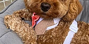 Astro is registered to the contest to win money with this photo: adorable, animal, bow, brown_dog, close_up, companion, cozy, curly_fur, cute, dog, fluffy, furry, indoor, looking_at_camera, pet, pet_bed, puppy, resting, tie, white_harness