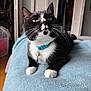 cat, black_and_white, pet, collar, bell, indoor, blanket, blue, fur, whiskers, green_eyes, curious, relaxed, feline, closeup, bedroom, home, cozy, domestic_animal, resting