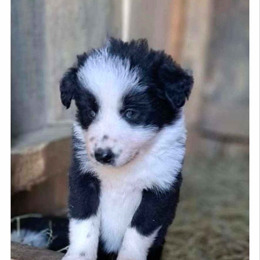 Volt participe au concours pour gagner de l'argent avec cette photo : animal, ball, bostonbull, bulldog, canine, cockerspaniel, collie, dog, eskimodog, husky, newfoundland, papillon, pet, puppy, snout, sport, tennis, tennisball, terrier, whitedog