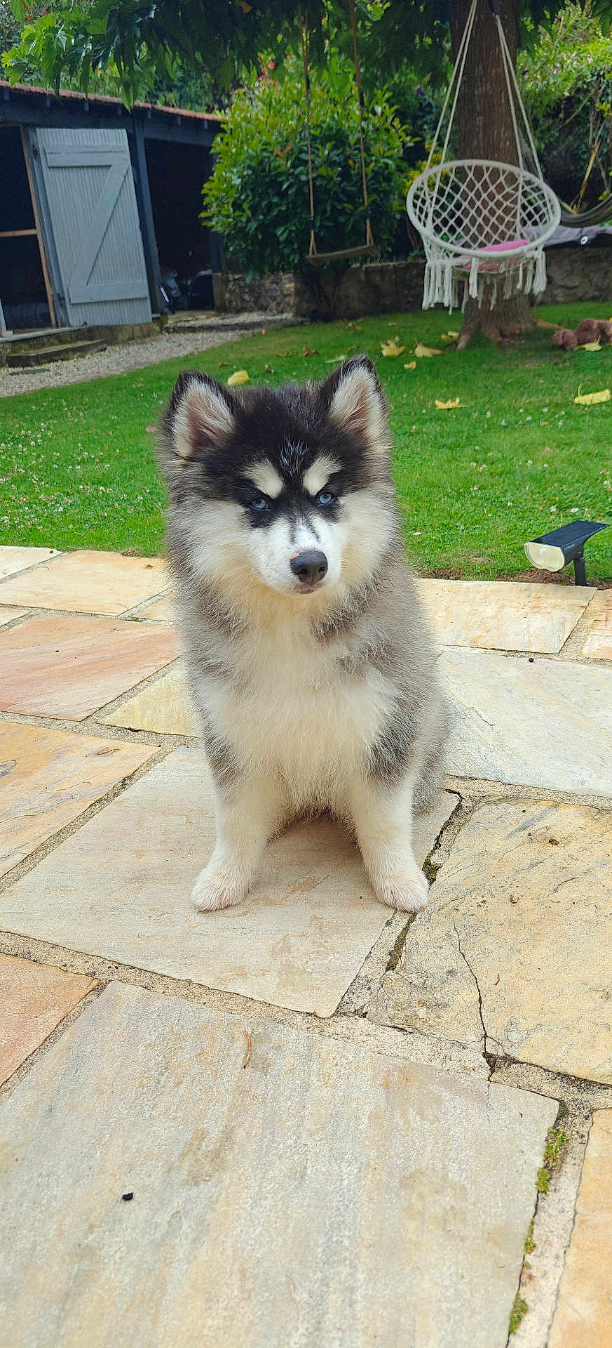 Yumi a rejoint le concours — aidez-le/la à gagner de superbes lots ! puppy, dog, husky, blue_eyes, fluffy, pet, outdoor, garden, grass, stone_patio, sitting, cute, young_dog, nature, tree, swing, hanging_chair, daylight, animal, friendly