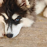 Yumi participe au concours pour gagner de l'argent avec cette photo : dog, husky, puppy, blue_eyes, fur, close_up, pet, animal, lying_down, outdoor, stone_surface, cute, fluffy, portrait, canine, mammal, young, resting, nose, ears