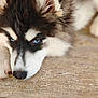 dog, husky, puppy, blue_eyes, fur, close_up, pet, animal, lying_down, outdoor, stone_surface, cute, fluffy, portrait, canine, mammal, young, resting, nose, ears