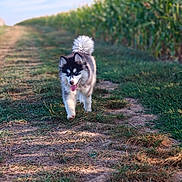 Yumi participe au concours pour gagner de l'argent avec cette photo : animal, blue_eyes, cornfield, daytime, dirt, dog, fur, grass, happy, husky, nature, outdoor, path, pet, puppy, summer, sunlight, tail, tongue_out, walking