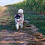 animal, blue_eyes, cornfield, daytime, dirt, dog, fur, grass, happy, husky, nature, outdoor, path, pet, puppy, summer, sunlight, tail, tongue_out, walking