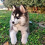 animal, blue_eyes, canine, cute, daylight, dog, fluffy, fur, grass, greenery, hedge, husky, leaf, mammal, nature, outdoor, pet, puppy, relaxed, young_dog
