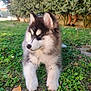 animal, bushes, canine, cute, dog, ears, fluffy, fur, garden, grass, greenery, husky, legs, lying_down, nature, outdoor, pet, puppy, side_view, young