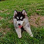 puppy, dog, husky, grass, outdoor, blue_eyes, tongue_out, playful, nature, tree, fence, sky, clouds, pet, animal, young_dog, fur, mammal, greenery, daytime