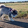 Yumi participe au concours pour gagner de l'argent avec cette photo : animal, blue_eyes, canine, curious, daylight, dog, fluffy, fur, grass, husky, leash, muzzle, nature, outdoor, path, pet, puppy, shadow, sky, walking