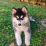animal, blue_eyes, canine, cute, daylight, dog, fluffy, fur, garden, grass, greenery, husky, leaf, lying_down, mammal, nature, outdoor, pet, puppy, young