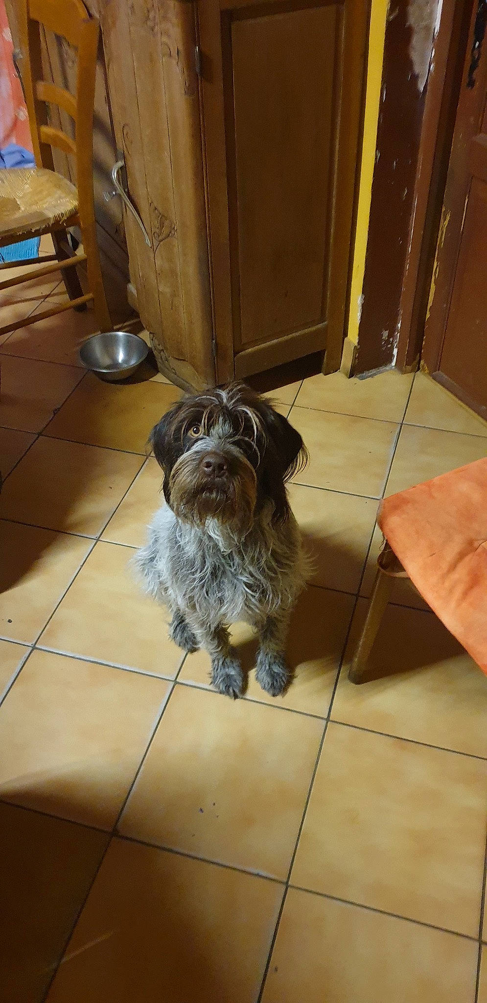 Neige a rejoint le concours — aidez-le/la à gagner de superbes lots ! bolonka, canidae, carnivore, catalan_sheepdog, companion_dog, dog, dog_breed, glen_of_imaal_terrier, havanese, lhasa_apso, mammal, poodle_crossbreed, schapendoes, schnoodle, shih_tzu, snout, sporting_group, sporting_lucas_terrier, vertebrate, wirehaired_pointing_griffon