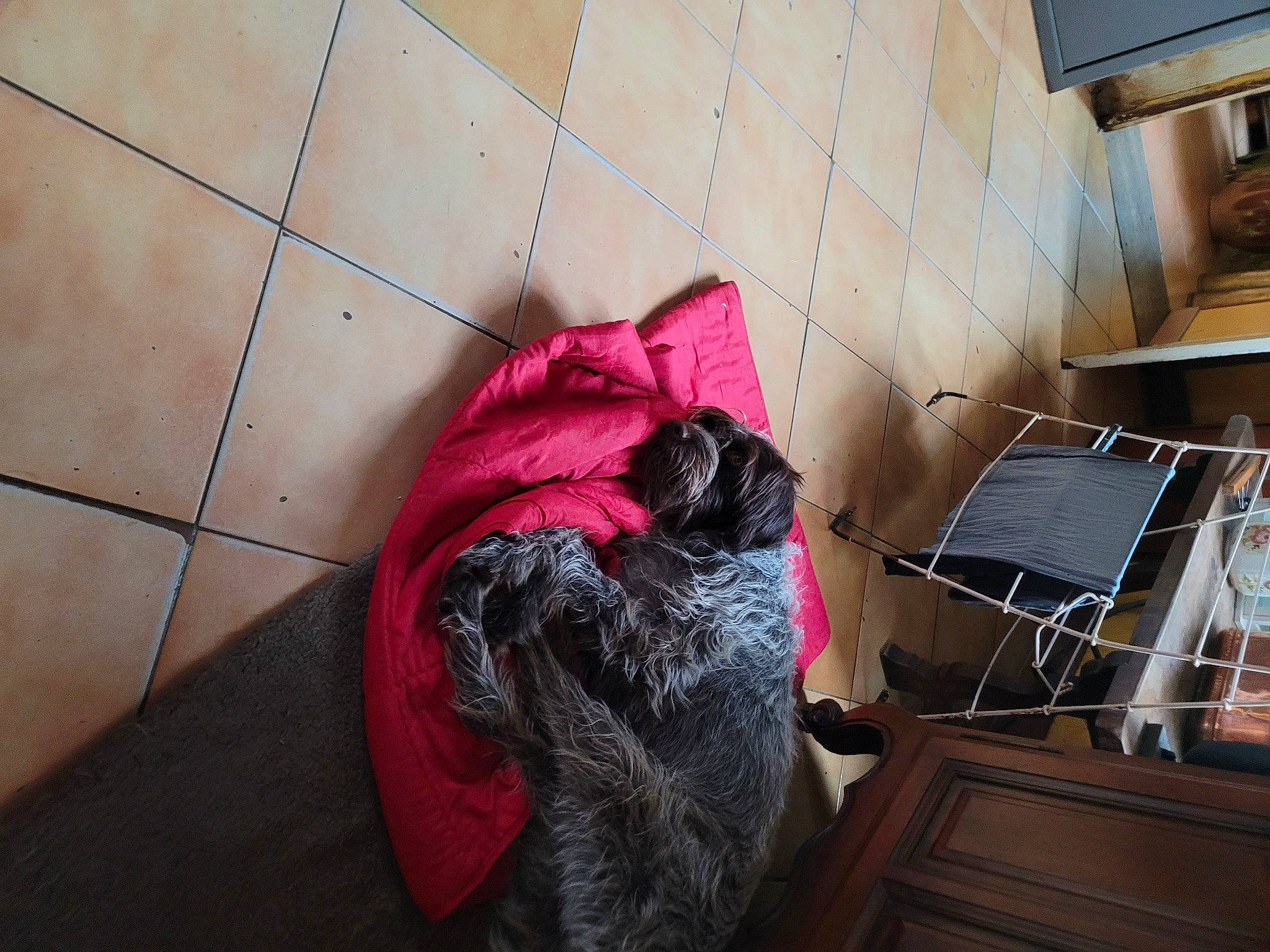 Neige a rejoint le concours — aidez-le/la à gagner de superbes lots ! canidae, comfort, companion_dog, dog_breed, floor, flooring, fur, hardwood, magenta, mammal, room, sporting_group, tile, tints_and_shades, wood