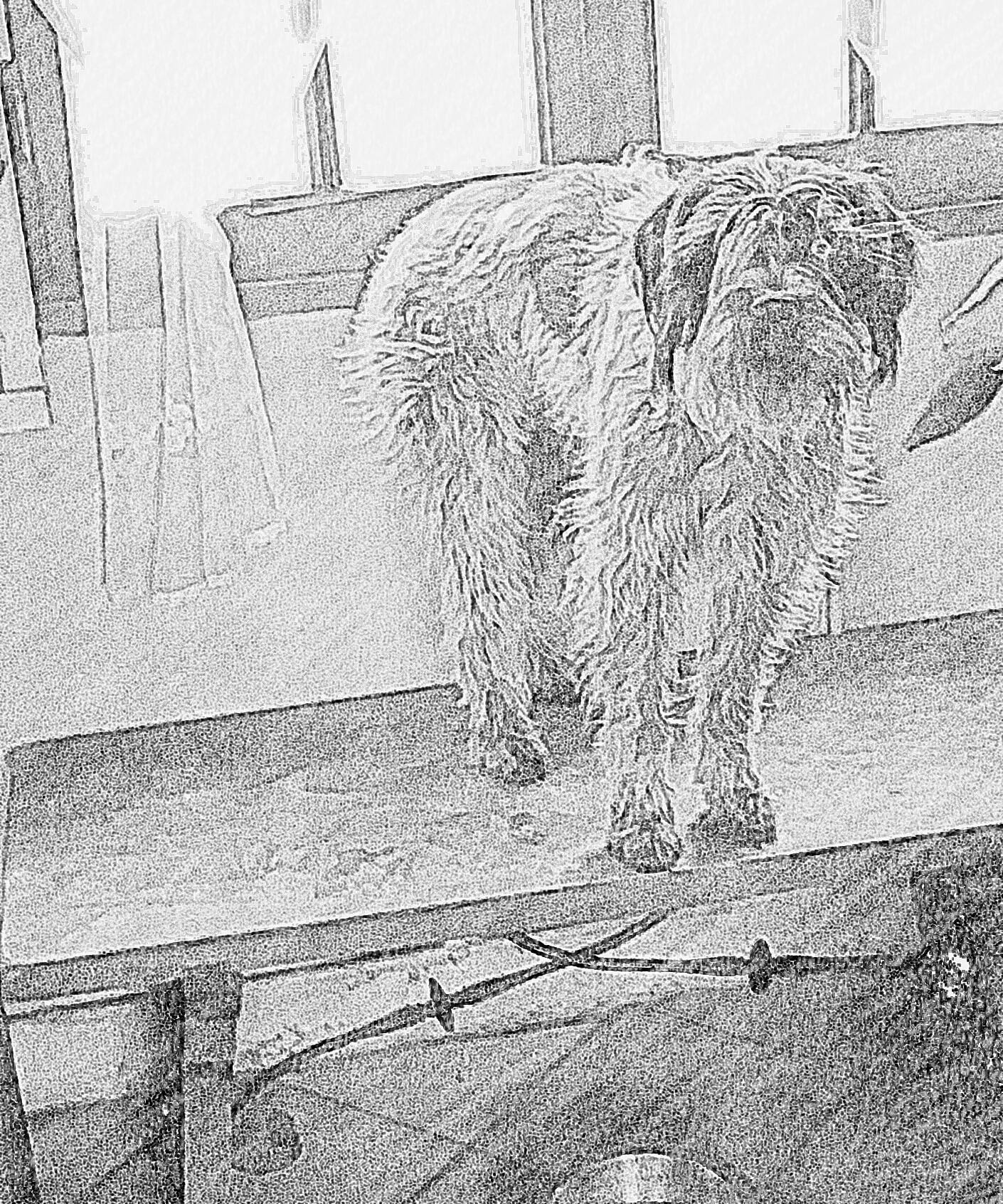 Neige participe au concours pour gagner de l'argent avec cette photo : ancient_dog_breeds, canidae, carnivore, dog, dog_breed, drawing, sketch, sporting_group