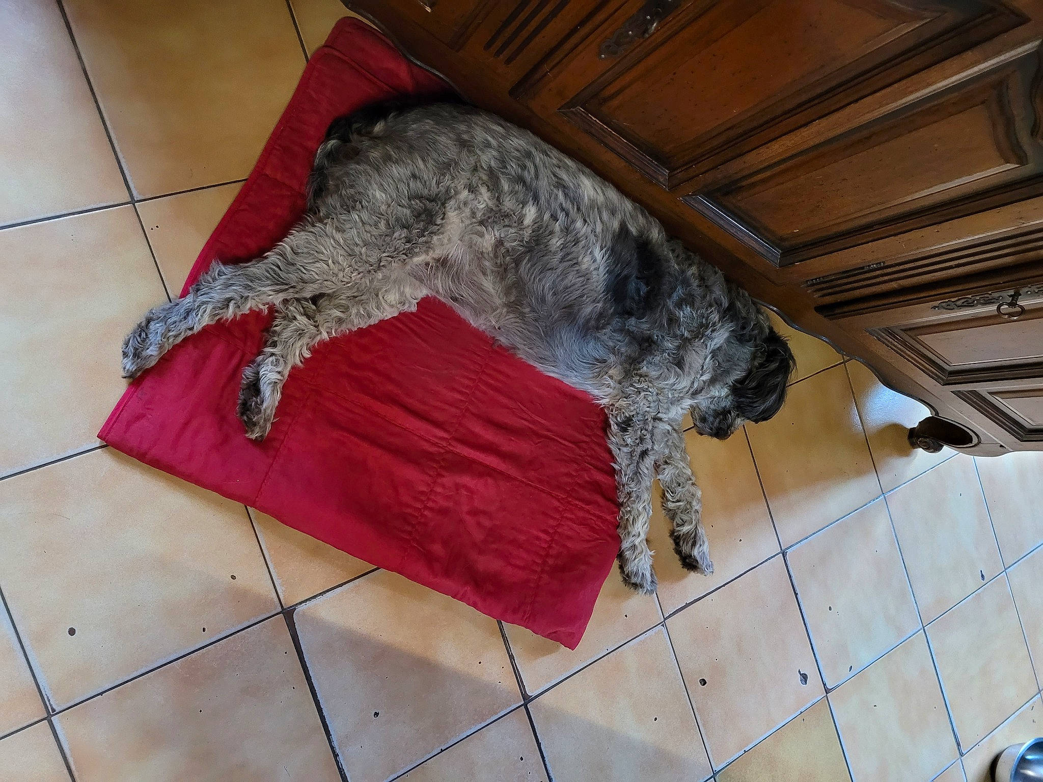 Lili a rejoint le concours — aidez-le/la à gagner de superbes lots ! braque_du_bourbonnais, canidae, carnivore, comfort, companion_dog, dog, dog_breed, fawn, floor, flooring, fur, hardwood, snout, sporting_group, tail, wood, working_animal