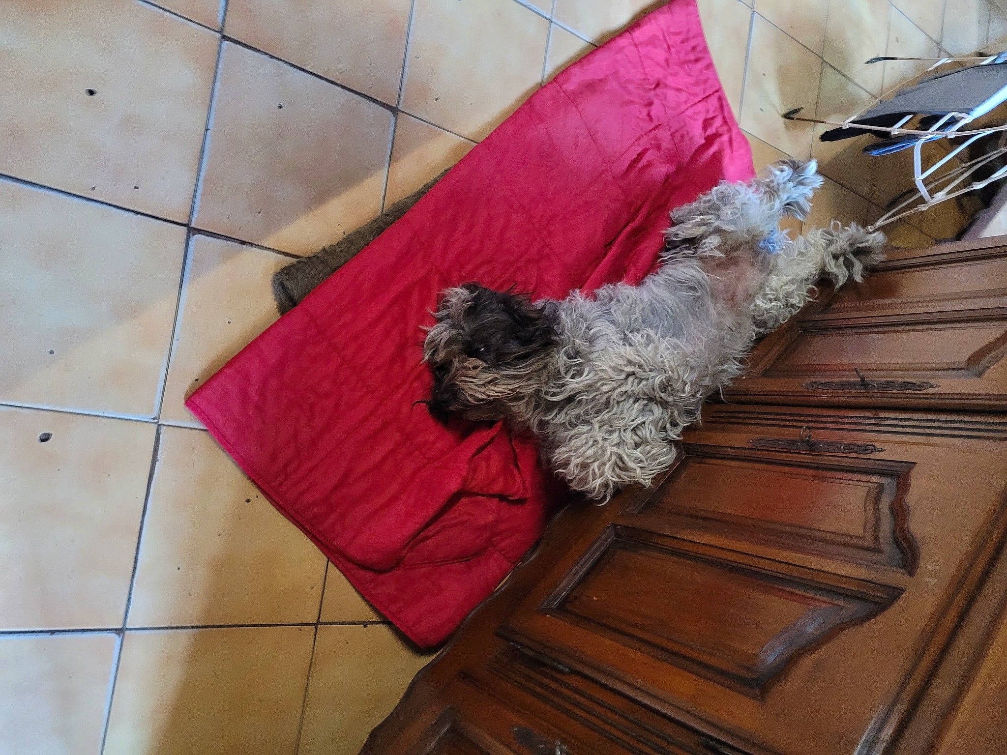 Lili participe au concours pour gagner de l'argent avec cette photo : canidae, carnivore, carpet, companion_dog, dog, dog_breed, dog_supply, floor, flooring, fur, hardwood, liver, pattern, pet_supply, rectangle, sporting_group, tail, terrier, toy_dog, wood