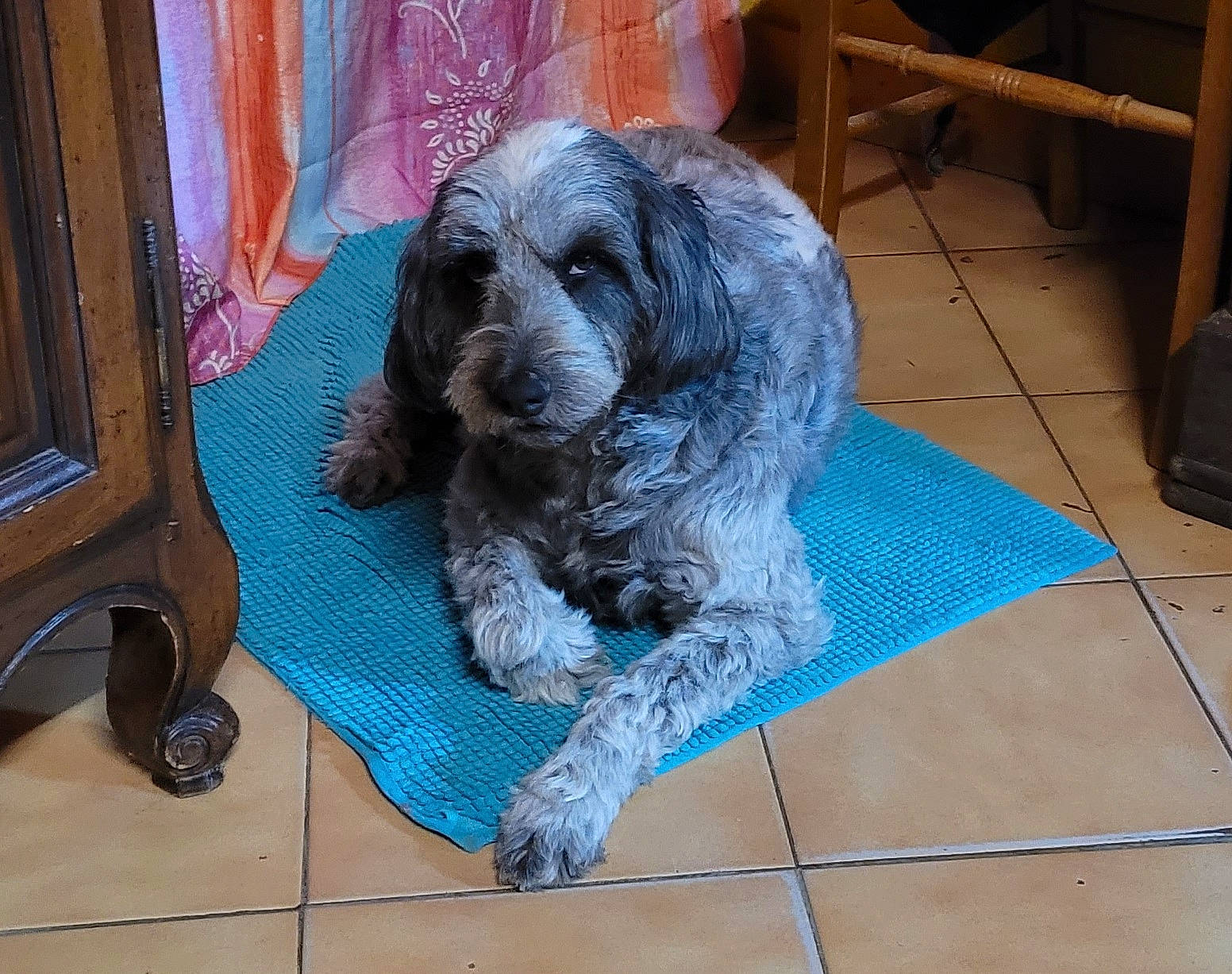 Lili a rejoint le concours — aidez-le/la à gagner de superbes lots ! carnivore, chair, comfort, companion_dog, dog, dog_breed, dog_supply, flooring, fur, hardwood, liver, non_sporting_group, puppy, spaniel, sporting_group, terrier, toy_dog, water_dog, wood, working_animal