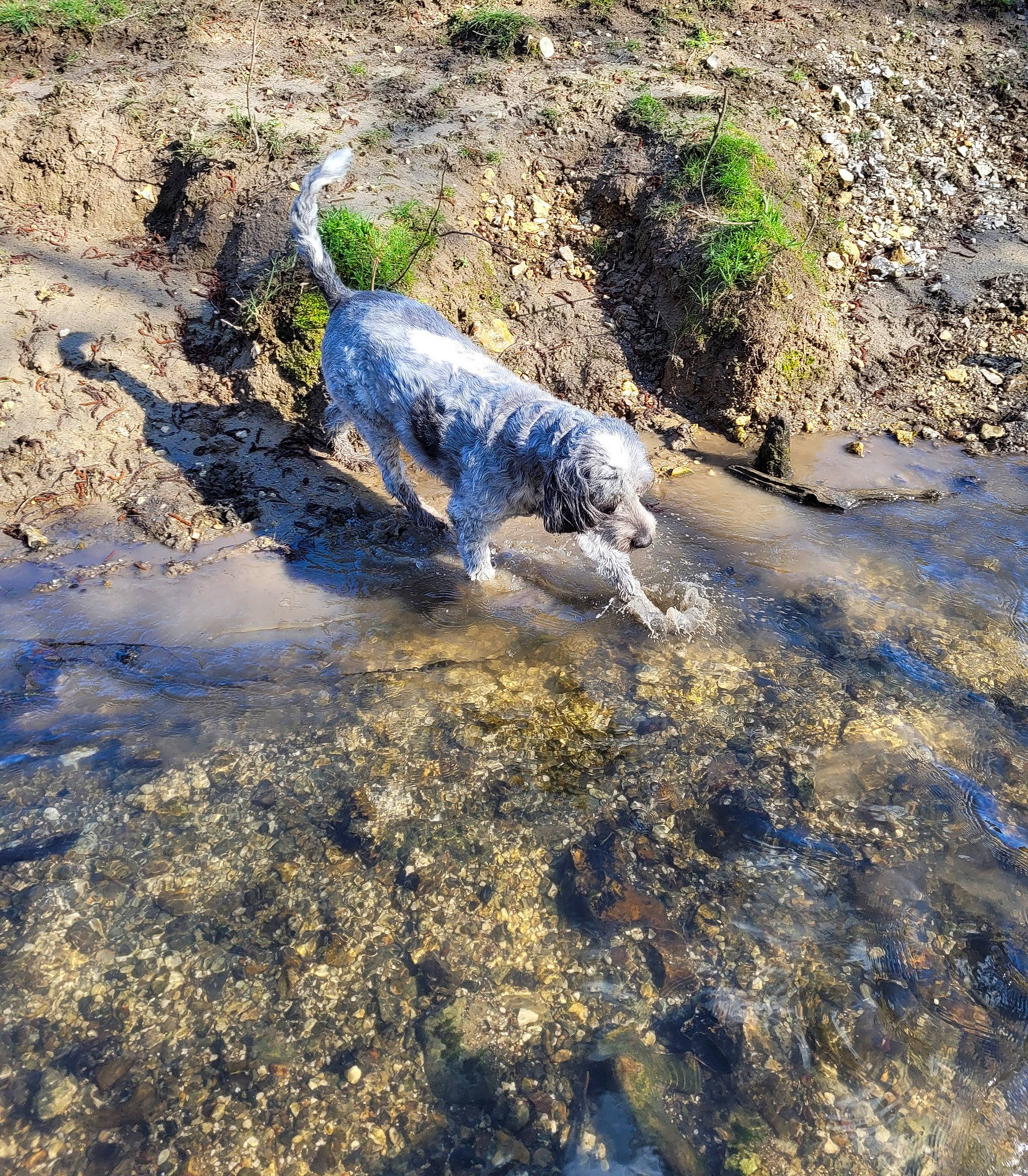 Lili a rejoint le concours — aidez-le/la à gagner de superbes lots ! asphalt, bedrock, canidae, carnivore, dog, dog_breed, grass, marine_biology, ocean, plant, pollution, rock, shadow, soil, sporting_group, tail, terrestrial_animal, water, wetland, wildlife