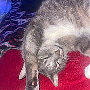 Lily is registered to the contest to win money with this photo: cat, close_up, cozy, domestic_cat, feline, flash_lighting, fur, grey_cat, indoor, patterned_blanket, paw, paw_pads, pet, pink_nose, portrait, red_blanket, relaxed, sleeping, stretch, whiskers