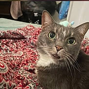 Lily joined the competition — help win amazing prizes! cat, gray_cat, pet, whiskers, green_eyes, blanket, patterned_blanket, bed, cozy, indoor, close_up, portrait, ears, nose, mouth_open, curious_expression, fur, bedroom, furniture, playful