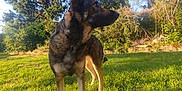 Shelby a rejoint le concours — aidez-le/la à gagner de superbes lots ! alert, animal, backyard, canine, daylight, dog, fur, garden, german_shepherd, grass, greenery, mammal, nature, outdoor, park, pet, standing, sunlight, tree, watchful