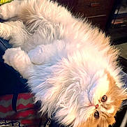 Mac is registered to the contest to win money with this photo: cat, fluffy, indoor, pet, feline, fur, animal, cute, relaxed, resting, orange_and_white, wide_eyes, curious, cozy, domestic, portrait, whiskers, closeup, soft, companion