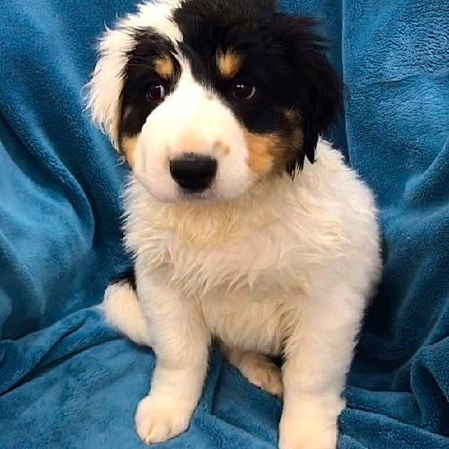 Violet Mae is registered to the contest to win money with this photo: australian_collie, australian_shepherd, bernese_mountain_dog, border_collie, canidae, carnivore, companion_dog, dog, dog_breed, landseer, mammal, miniature_australian_shepherd, nose, puppy, pyrenean_mastiff, rare_breed_dog, snout, sporting_group, tornjak, vertebrate