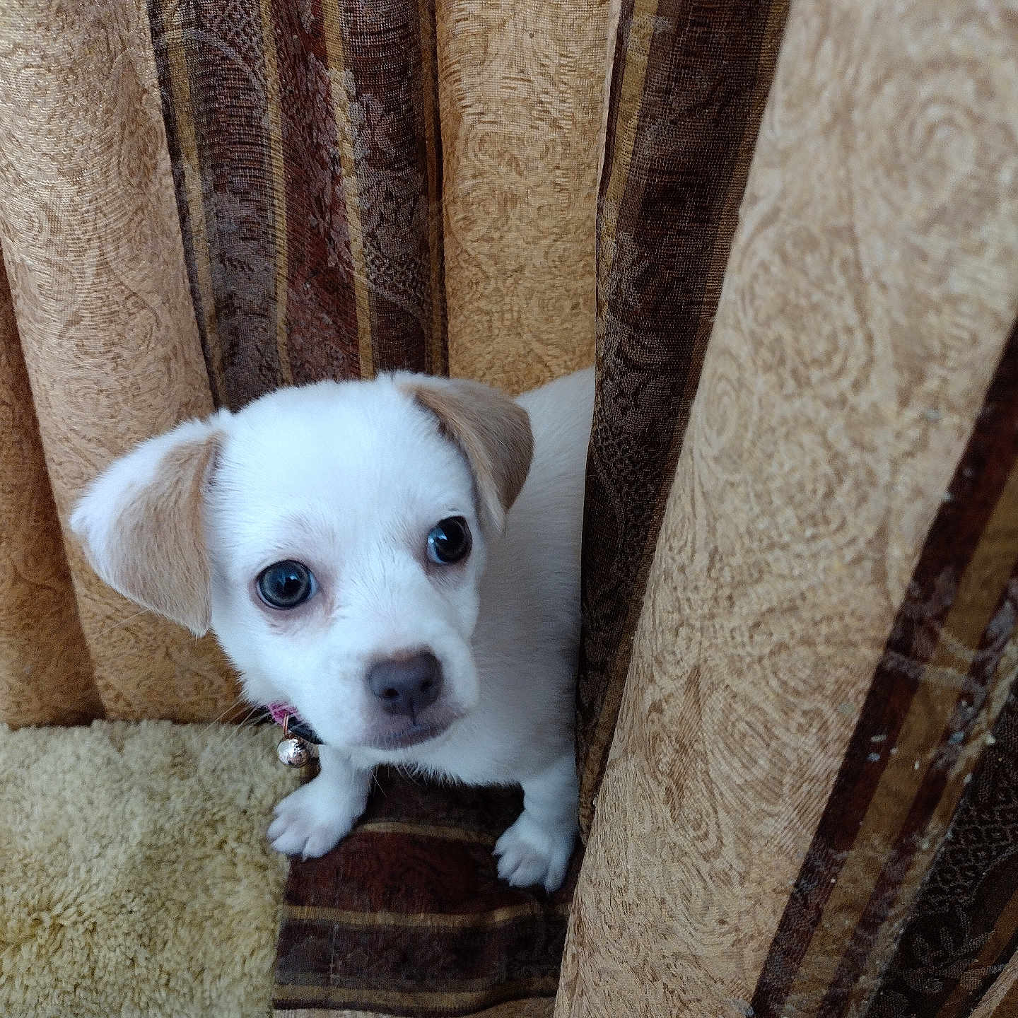 Winnie joined the competition — help win amazing prizes! animal, beige, bell, brown, carpet, collar, curious, curtains, cute, dog, eyes, face, fur, indoor, patterned, pet, puppy, small, white, young