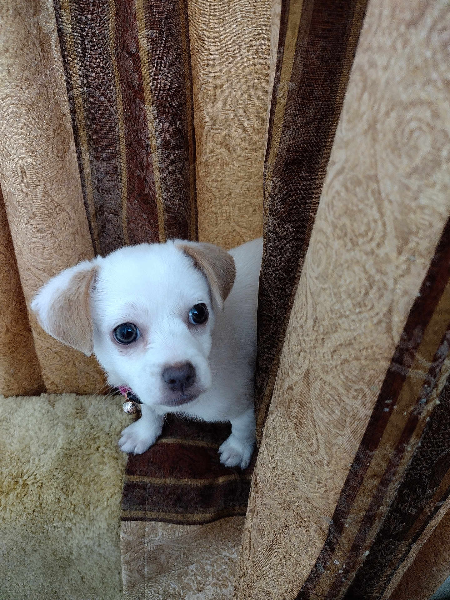 Winnie joined the competition — help win amazing prizes! puppy, dog, white, curious, eyes, collar, bell, carpet, curtains, patterned, brown, beige, pet, small, cute, indoor, animal, fur, face, young