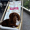 animal, balcony, brown_dog, canine, dachshund, daylight, deck_chair, dog, floral_pattern, furniture, greenery, name, outdoor, pet, plant, relaxing, seat, text, tile_floor, wooden_frame