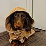 animal, brown, cozy, cute, dachshund, dog, domestic_animal, expression, floor, hood, indoors, looking_at_camera, pet, portrait, puppy, sitting, small_dog, towel, wet_fur, wooden_floor