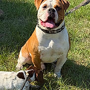 Calloway Handley joined the competition — help win amazing prizes! dog, bulldog, small_dog, leash, grass, outdoor, sunlight, pet, canine, happy, tongue_out, sitting, sniffing, brown_and_white, spot, collar, nature, animal, daytime, playful