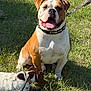 dog, bulldog, small_dog, leash, grass, outdoor, sunlight, pet, canine, happy, tongue_out, sitting, sniffing, brown_and_white, spot, collar, nature, animal, daytime, playful