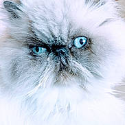 Hygor a rejoint le concours — aidez-le/la à gagner de superbes lots ! animal, blue_eyes, cat, close_up, cute, domestic_animal, ears, expression, face, feline, fluffy, fur, indoor, mammal, nose, persian_cat, pet, portrait, whiskers