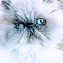 animal, blue_eyes, cat, close_up, cute, domestic_animal, ears, expression, face, feline, fluffy, fur, indoor, mammal, nose, persian_cat, pet, portrait, whiskers