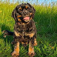 Charlie is registered to the contest to win money with this photo: animal, blue_sky, canine, closeup, collar, dog, fur, grass, greenery, happy, mammal, nature, outdoor, pet, playful, puppy, sitting, summer, sunlight, tongue_out