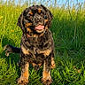 animal, blue_sky, canine, closeup, collar, dog, fur, grass, greenery, happy, mammal, nature, outdoor, pet, playful, puppy, sitting, summer, sunlight, tongue_out