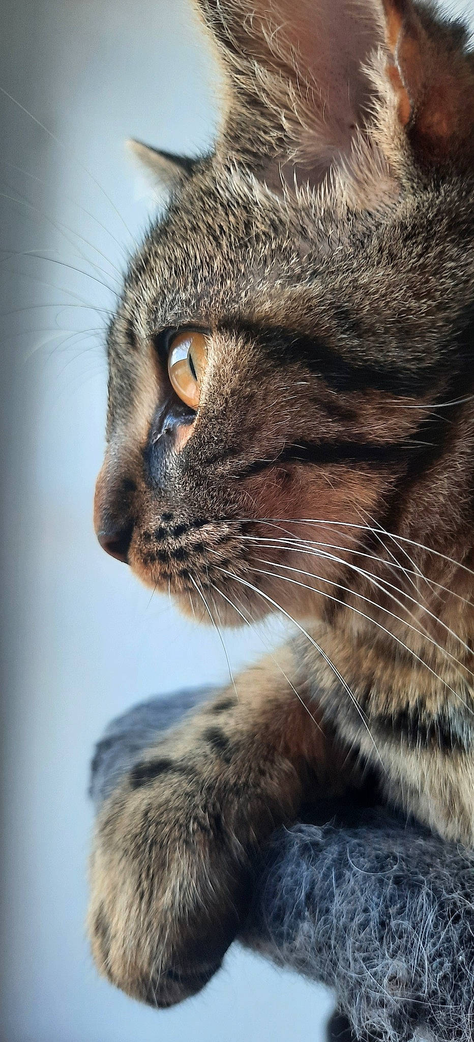 Fauve participe au concours pour gagner de l'argent avec cette photo : carnivore, cat, claw, close_up, domestic_short_haired_cat, ear, eye, felidae, fur, hair, head, iris, nose, paw, small_to_medium_sized_cats, snout, terrestrial_animal, tree, whiskers, wildlife