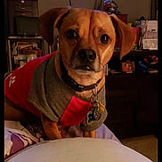 Bel joined the competition — help win amazing prizes! dog, pet, indoor, bed, sweater, brown_dog, collar, tags, television, furniture, room, portrait, looking, animal, canine, domestic, cute, companion, home, resting