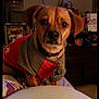 dog, pet, indoor, bed, sweater, brown_dog, collar, tags, television, furniture, room, portrait, looking, animal, canine, domestic, cute, companion, home, resting